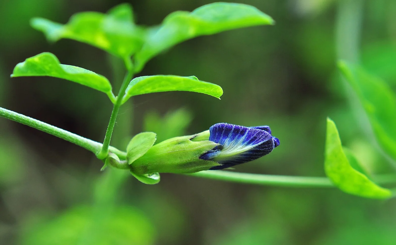 Blue aprajita flower close-up