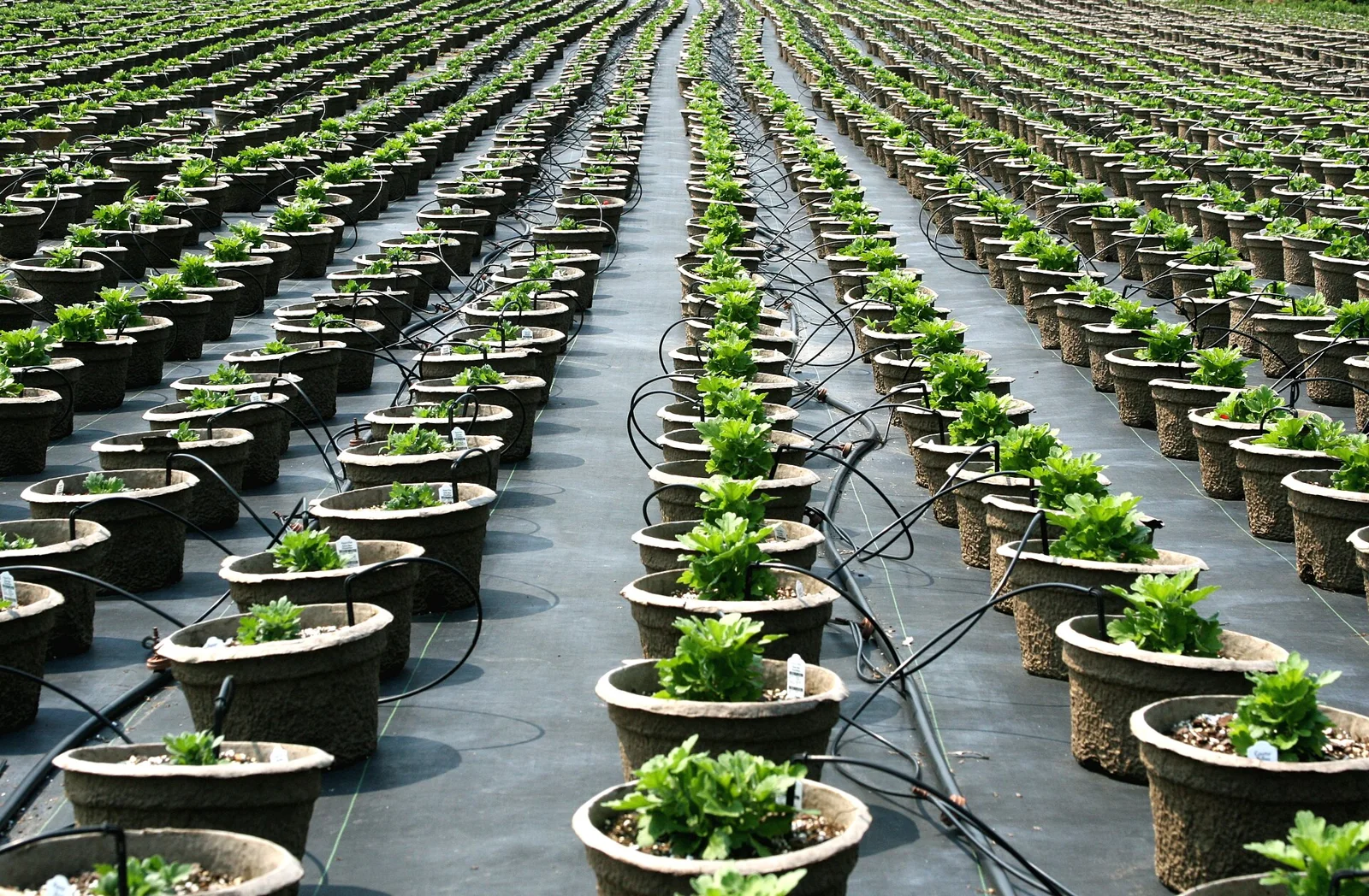 Nursery at Unique Organic Farm