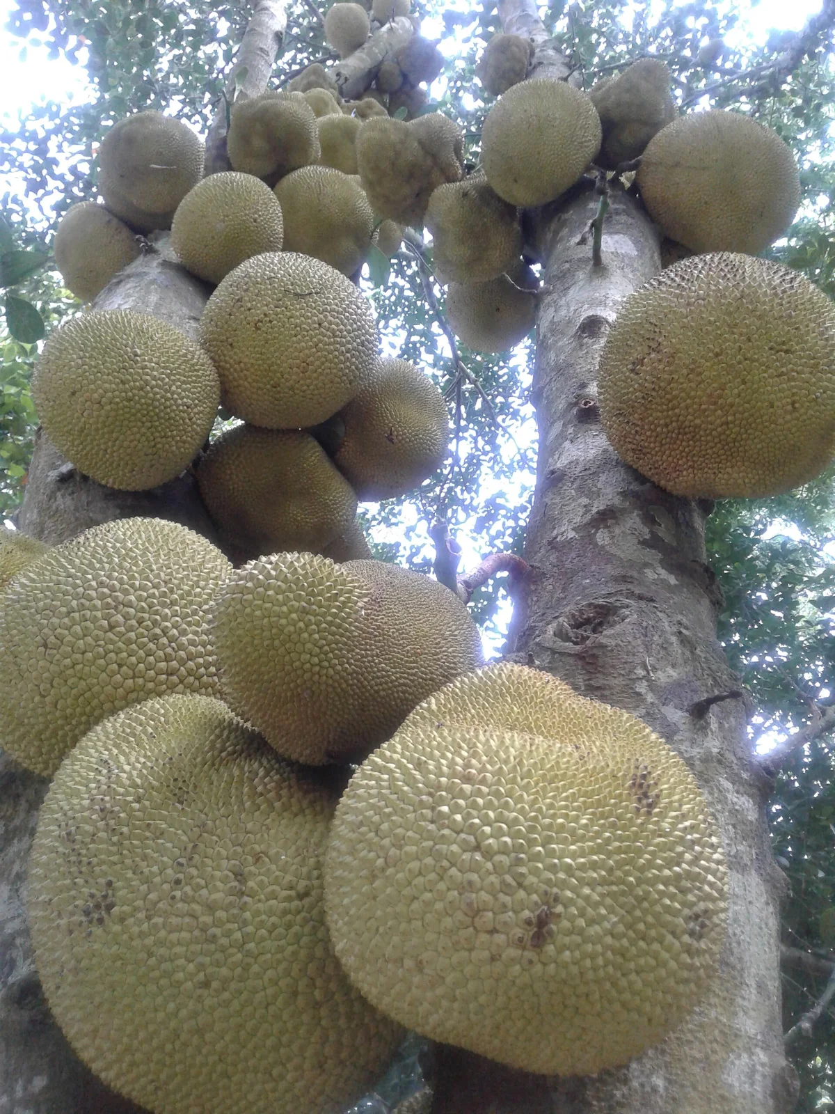 Young jackfruit plant sapling in a nursery pot