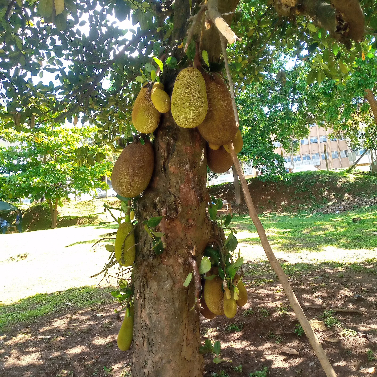 Jackfruit sapling in a nursery row