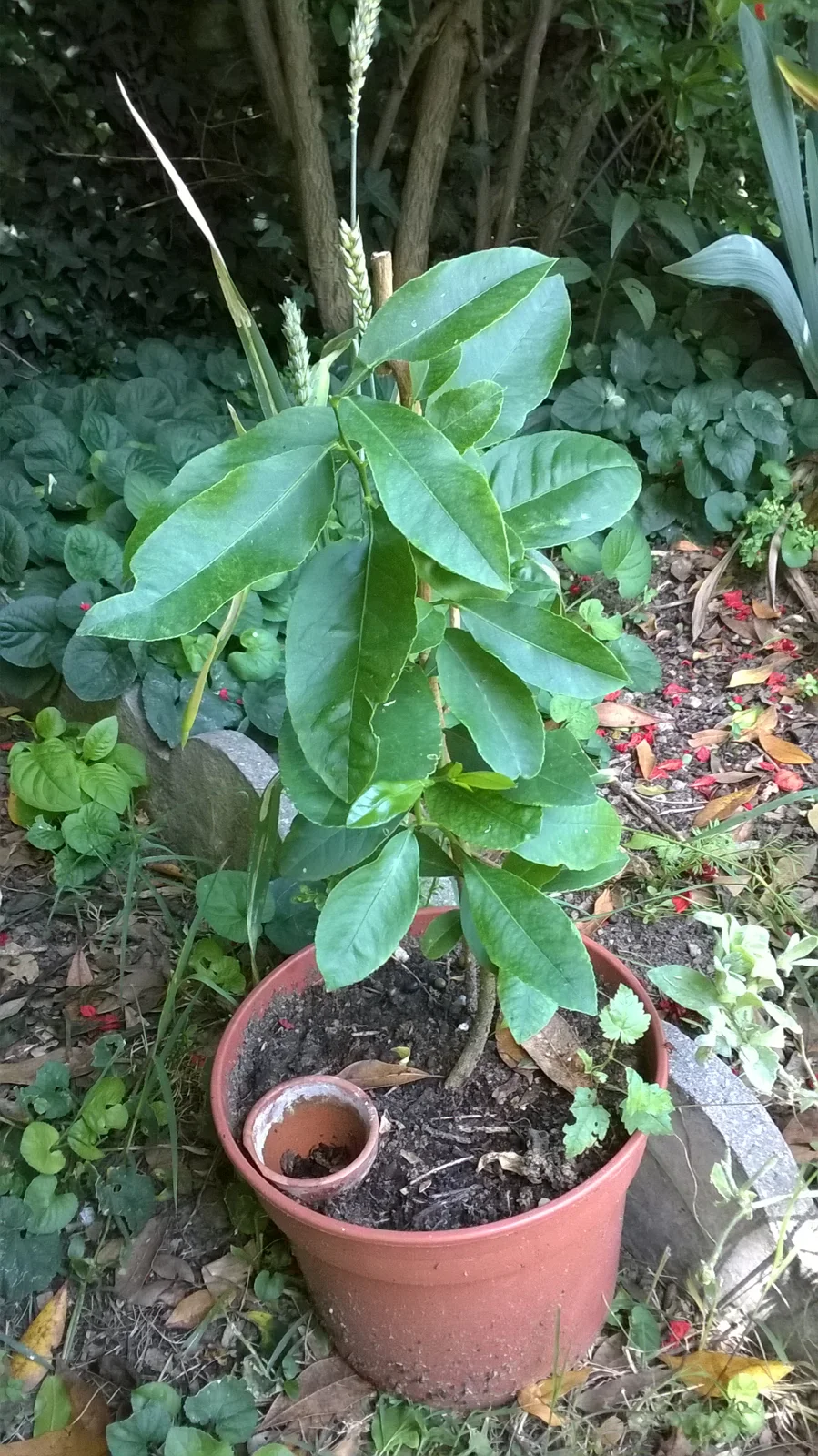 Lemon plant sapling in a nursery pot