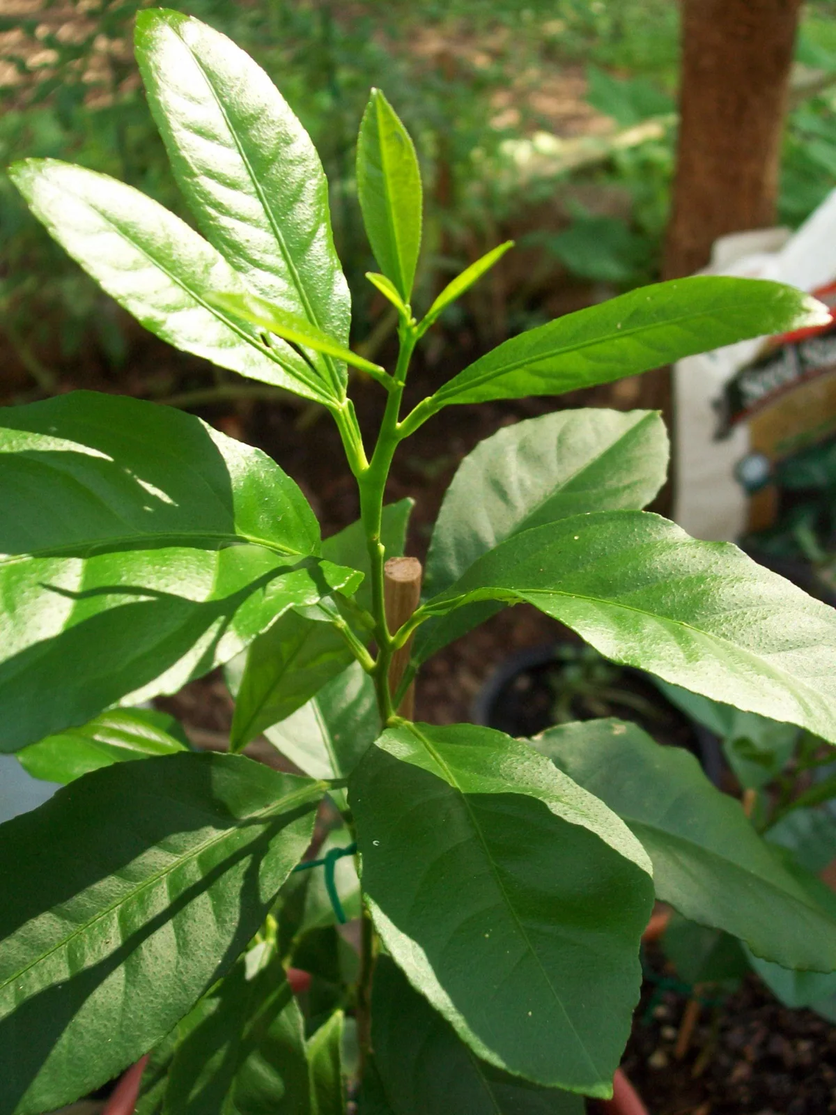 Potted lemon plant with young fruits
