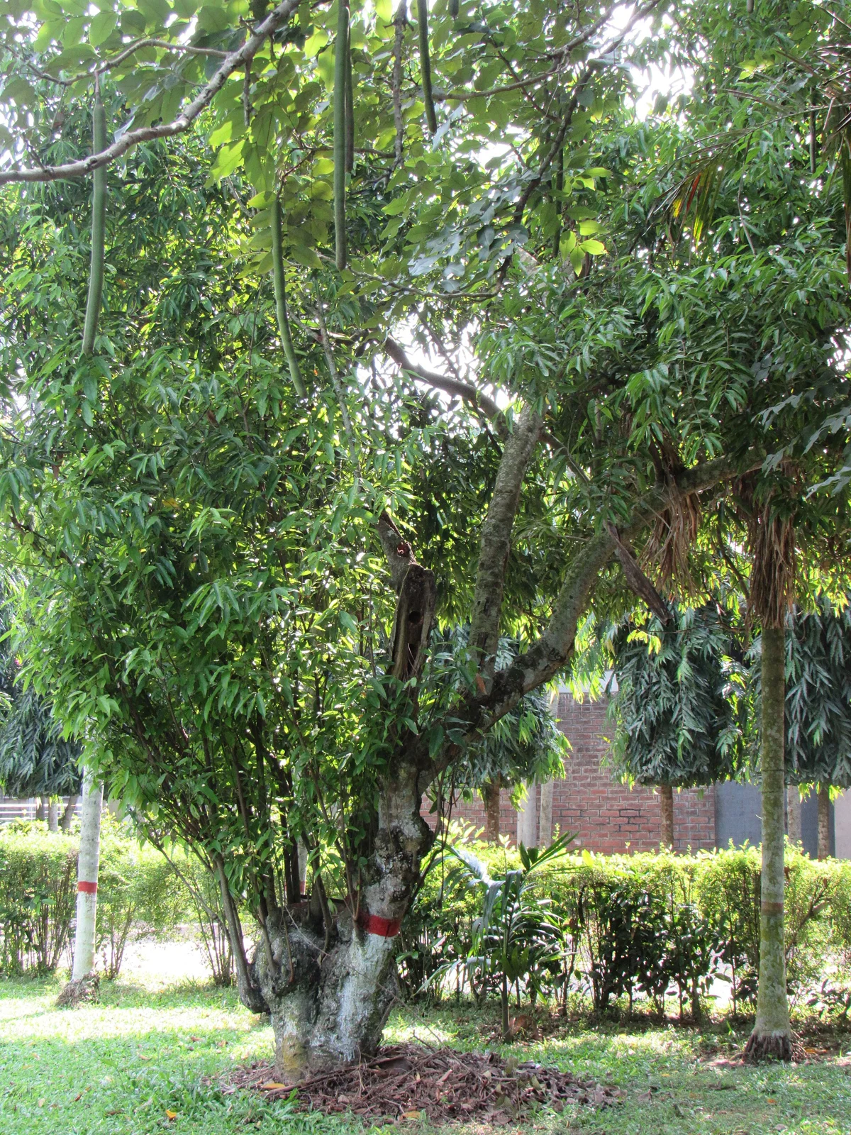 Fresh tejpatta Indian bay leaves growing on the tree