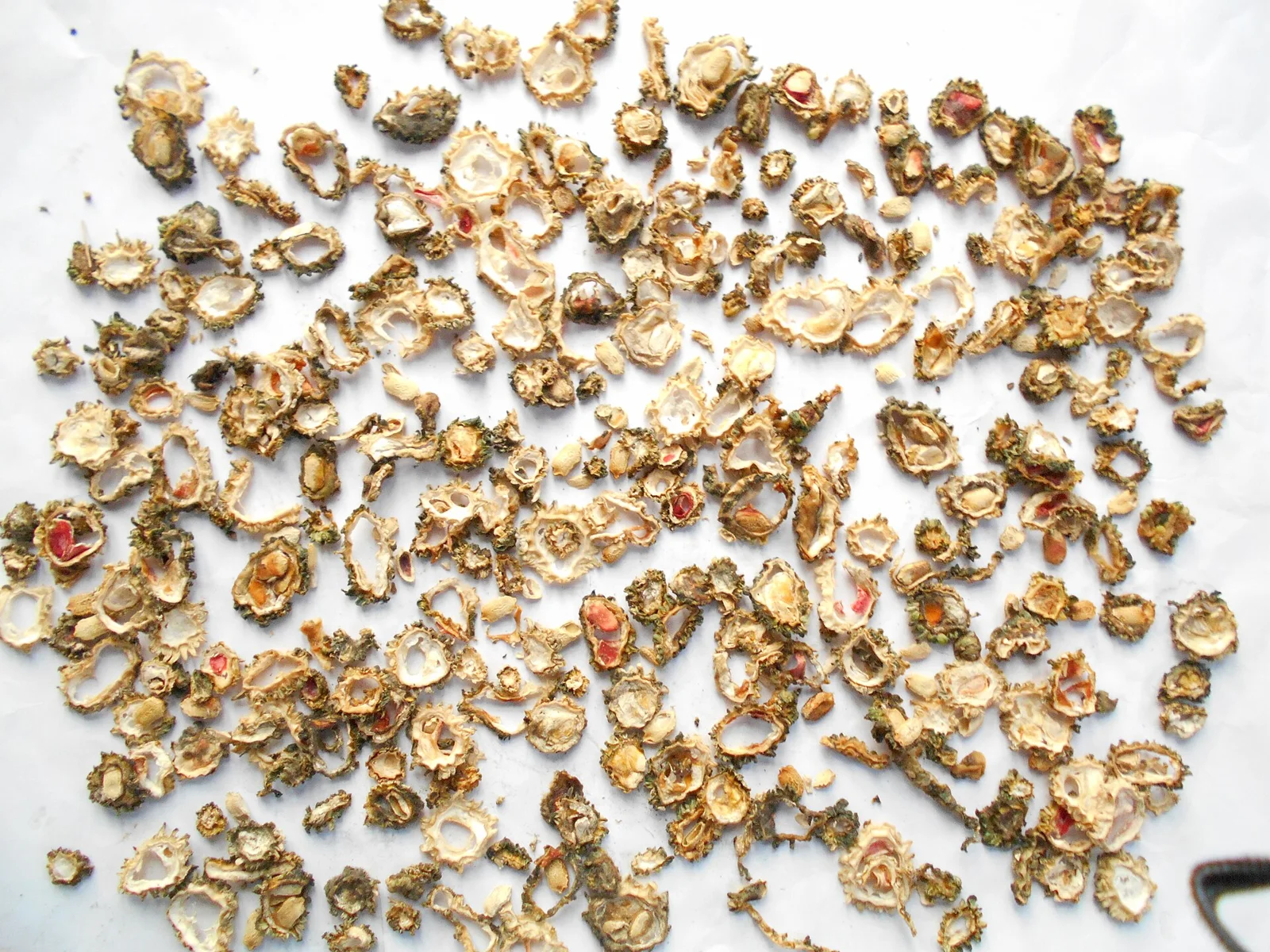 Dehydrated Bitter Gourd Rings (Karela)