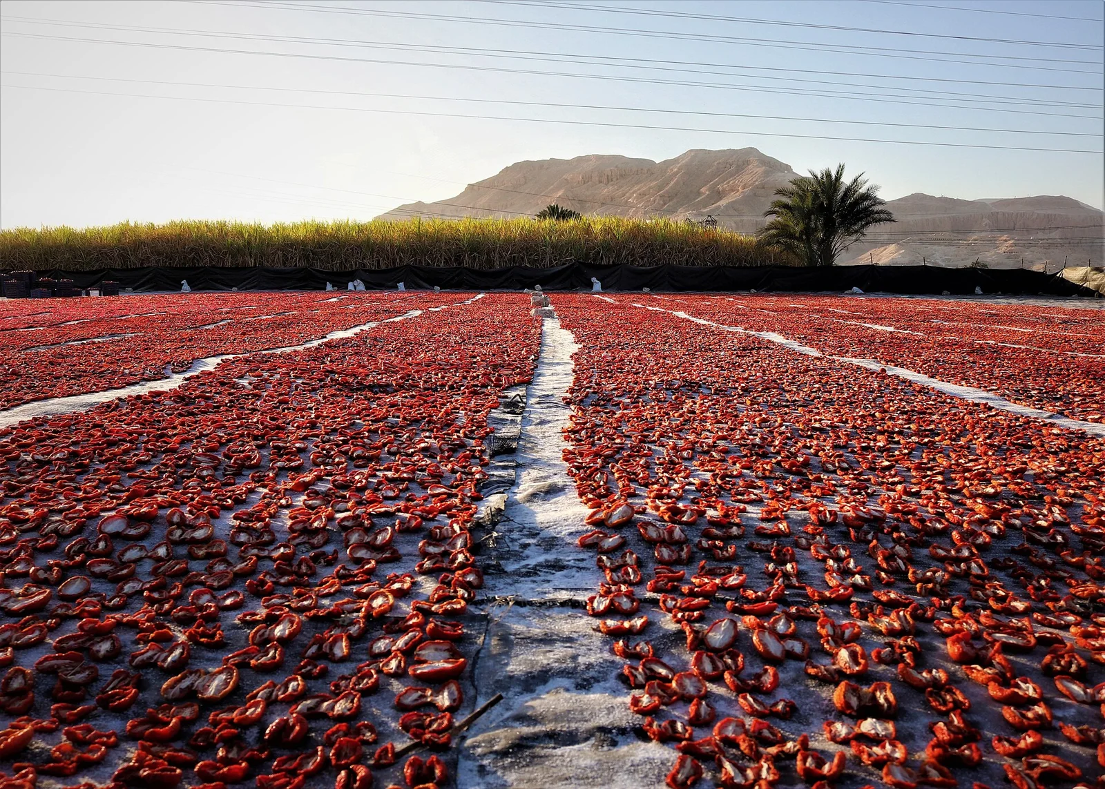 Dehydrated Crimson Tomato Flakes (Tamatar)